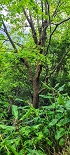 Plants: image 94 Of 208 Thumb